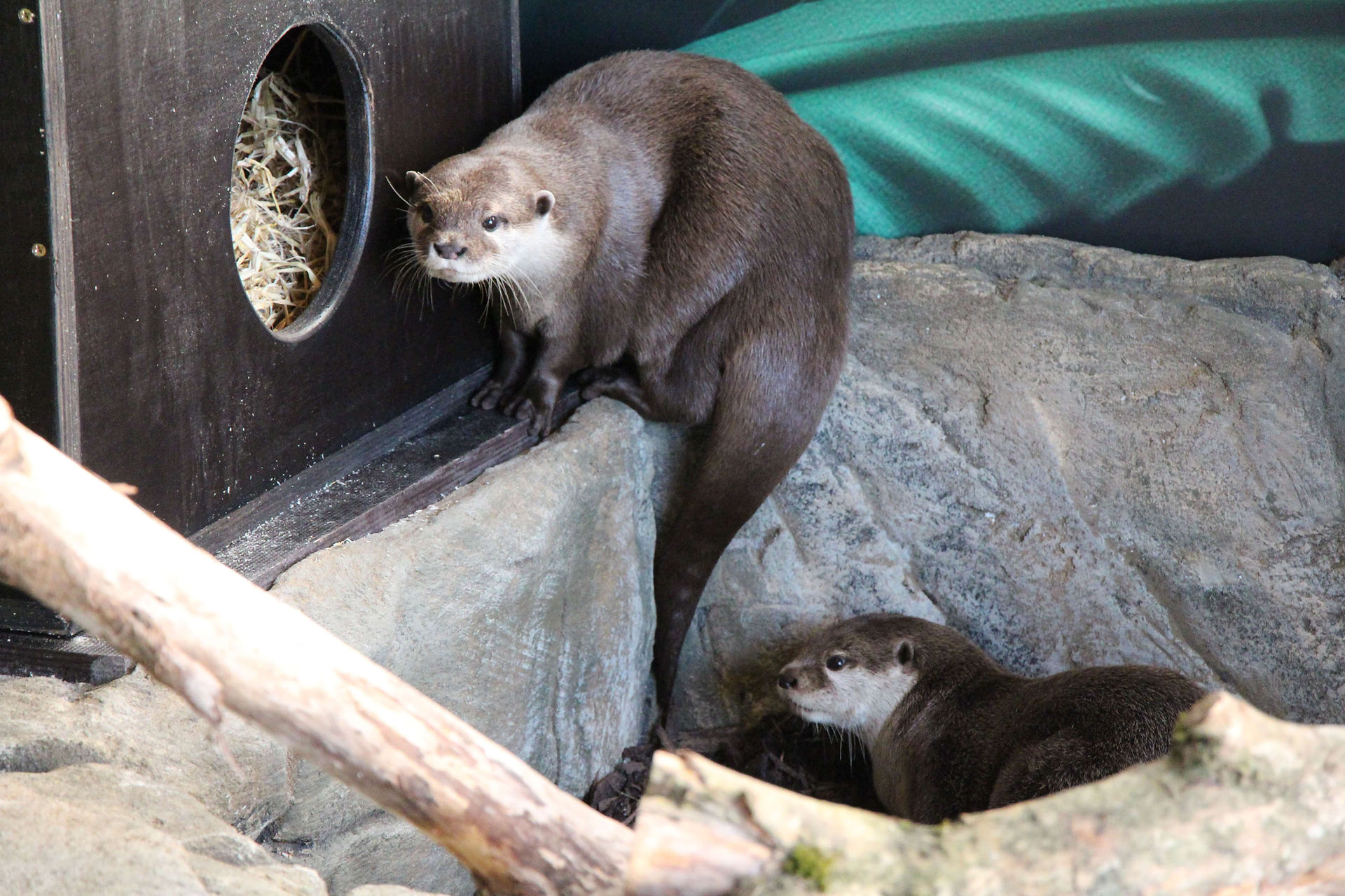 The otters begin exploring together as they settle into Otter Kingdom.
