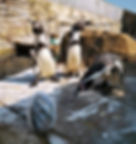 humboldt penguins.jpg