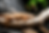 iguana Iguana basking on a weathered log HR.png