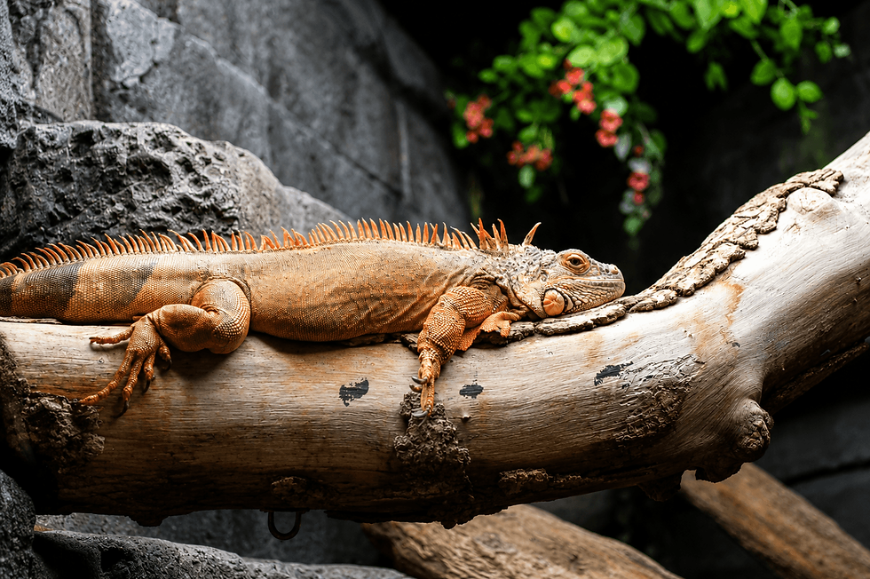 iguana Iguana basking on a weathered log HR.png