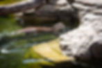 otter swimming in water at st andrews aquarium.jpg