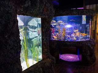 A taste of the Tropics in St. Andrews as aquarium opens