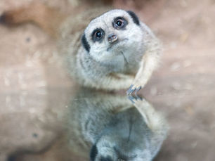 meerkat looking sad