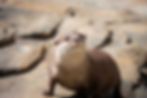 Asian otters at st andrews aquarium.jpg