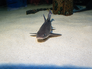 Lesser-spotted dogfish shark resting on a rocky seabed, showing its pale body and dark spotted markings.