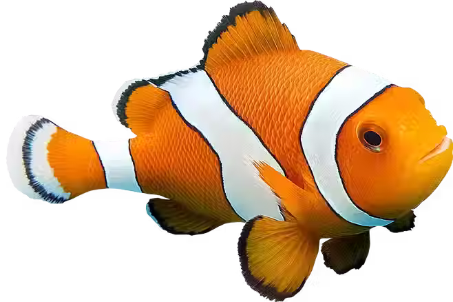 Clown Fish