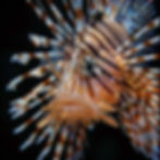 A large freshwater Amazonian tank featuring a lionfish swimming peacefully alongside smaller tropical river fish.