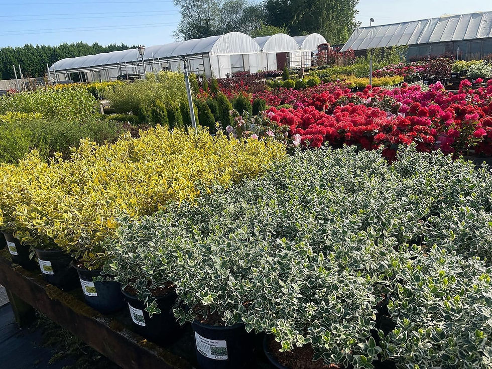 Various colorful plants in pots, including green, yellow, and red foliage. Greenhouses are visible in the background under a clear sky.