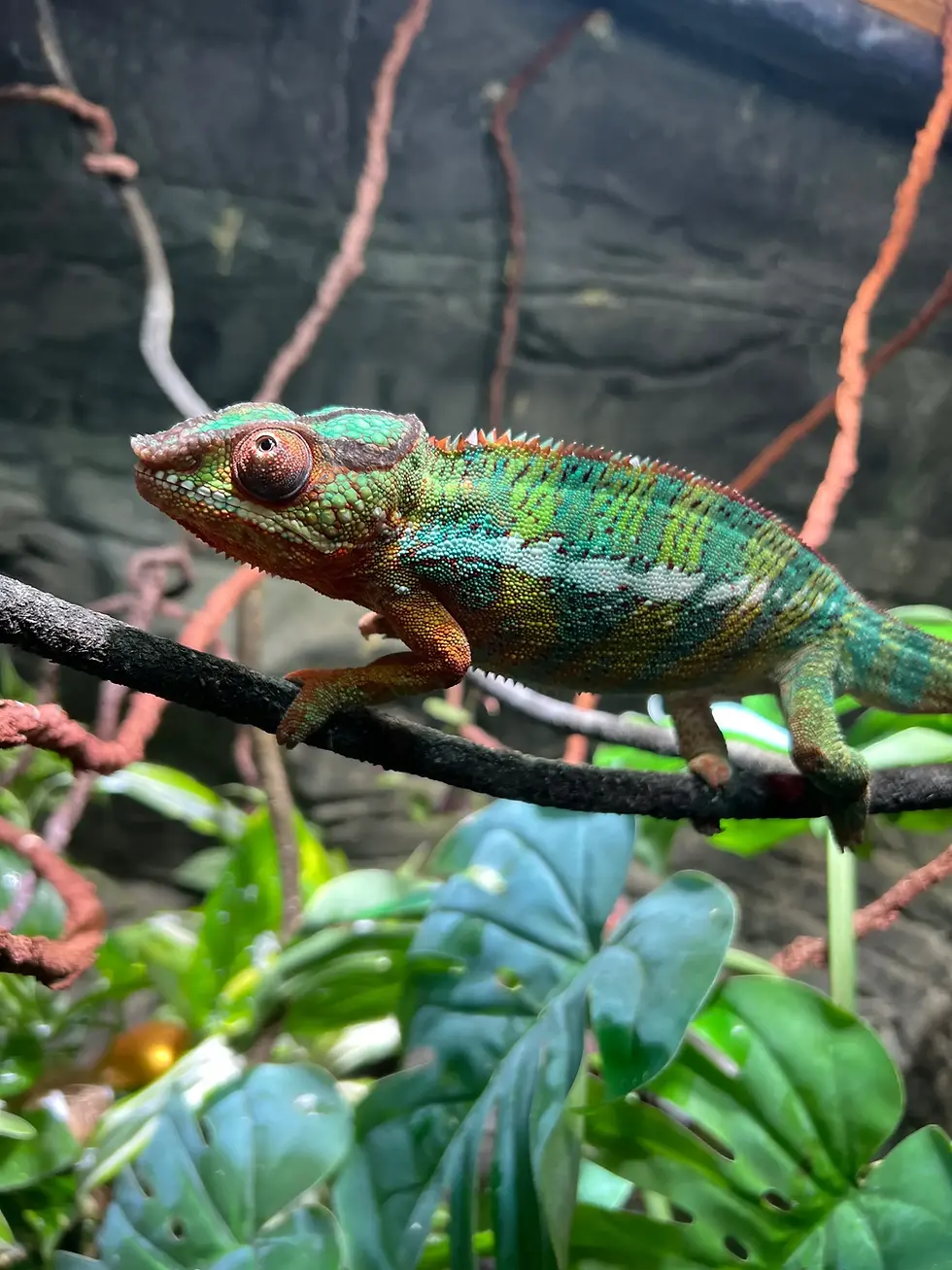 Chameleon Adoption