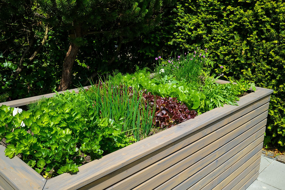 Miniaturbild: Riwa Pflanze für Rasen und Garten