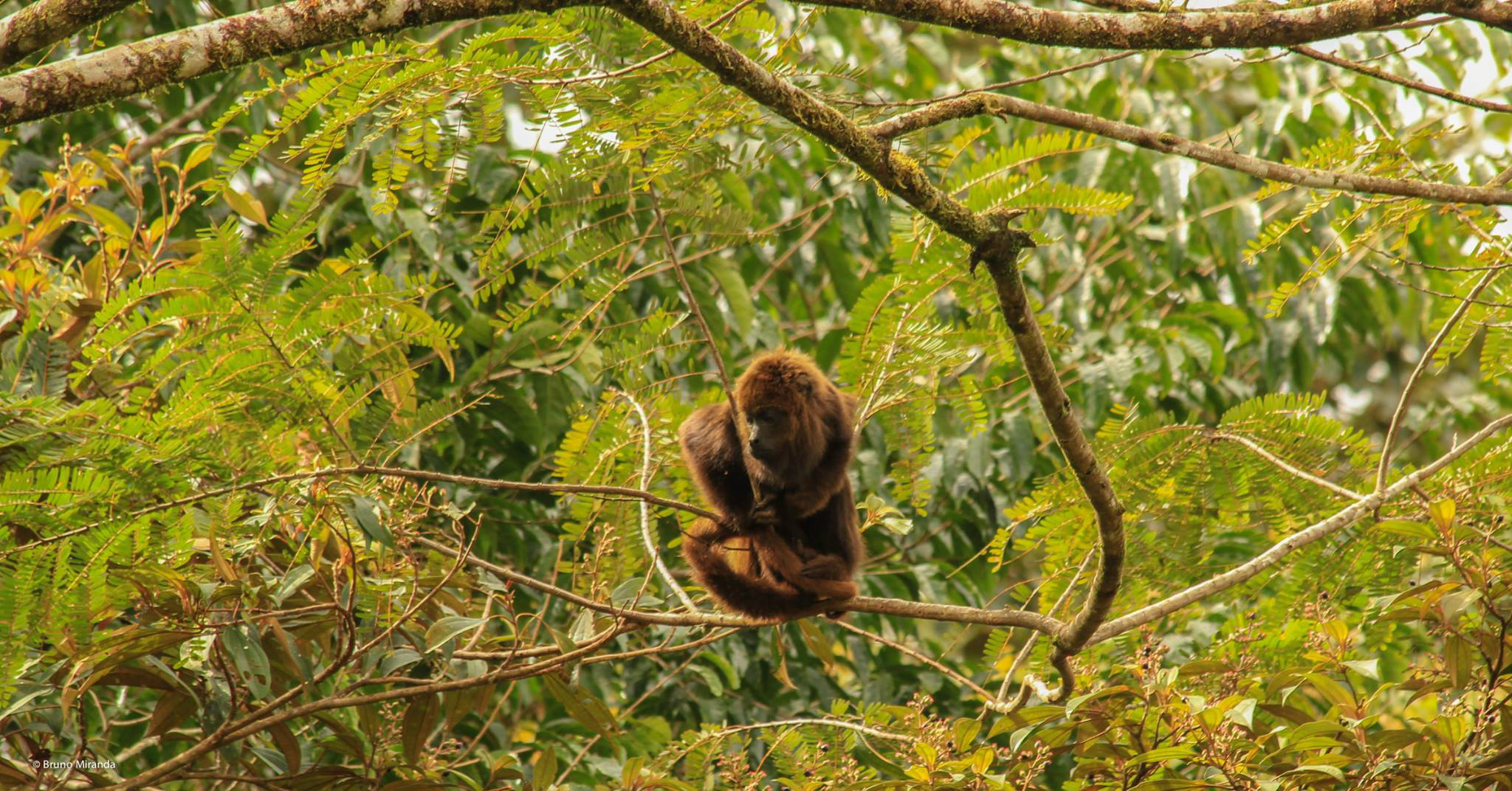 female 02 brown howler_.jpg