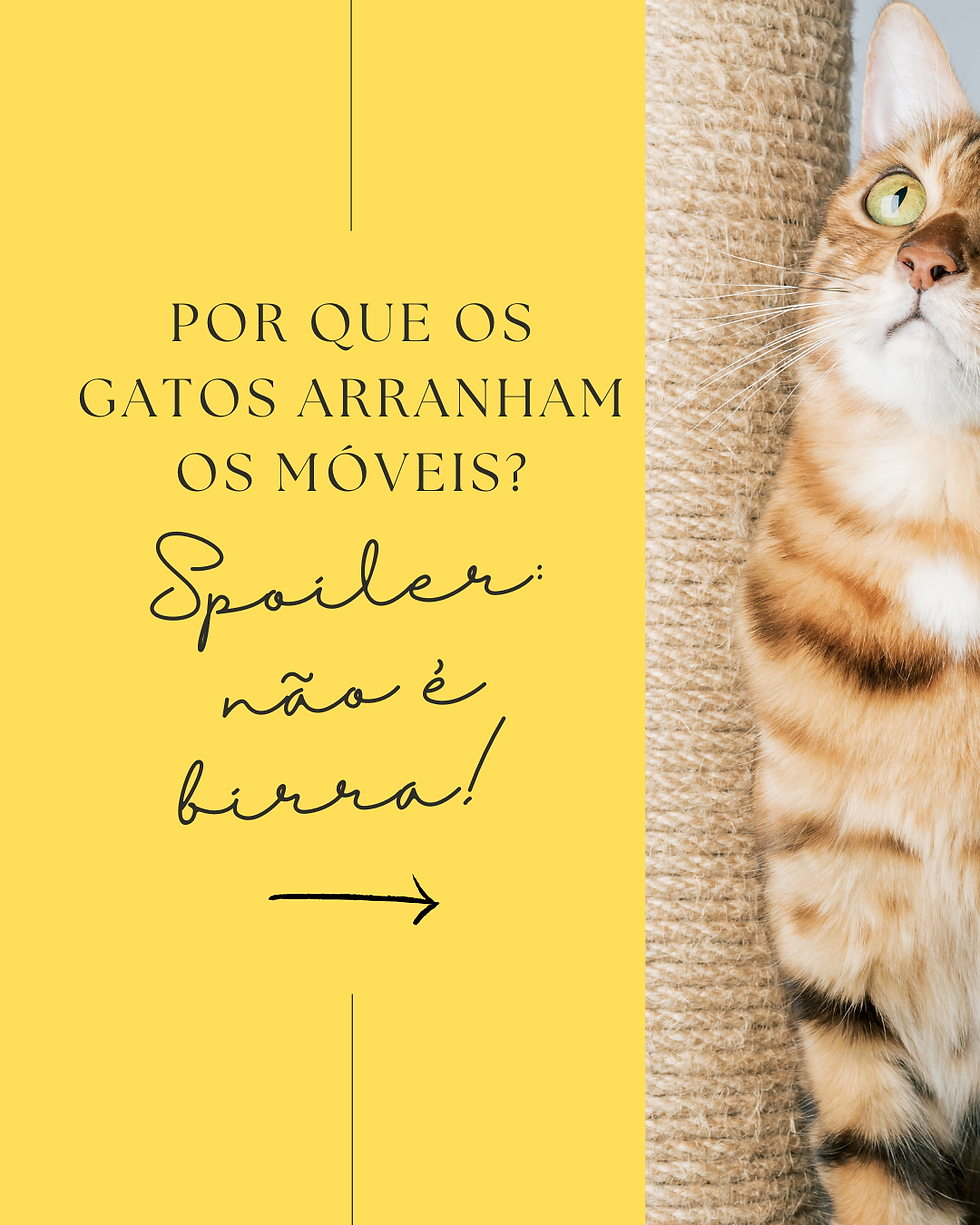 Gatos e Arranhadores