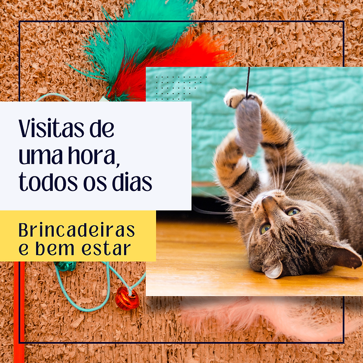 Babá de Gatos 2.png