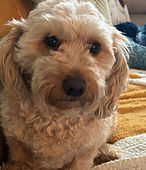 Tucker