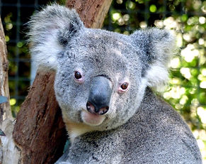 koala-1757179_1920.jpg