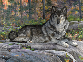 Custom pet portrait of a husky laying down on a rock.