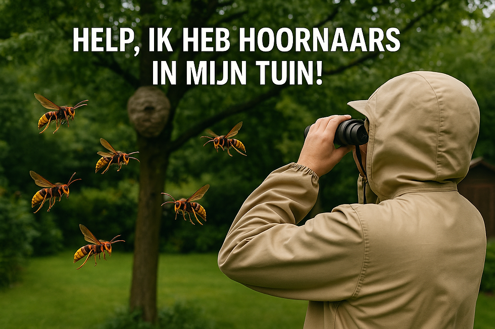 Hoornaars in mijn tuin