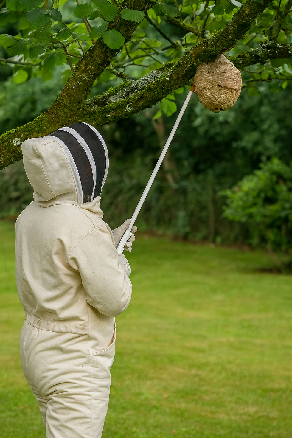 Verdelging van wespen en hoornaars: hoe Think Safe te werk gaat
