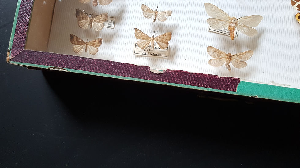 Thumbnail: French antique entomologist collection box moths butterflies Deyrolle Paris