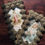 Miniature : Antique pair of paper frames with religious cards Mary and Infant Jesus