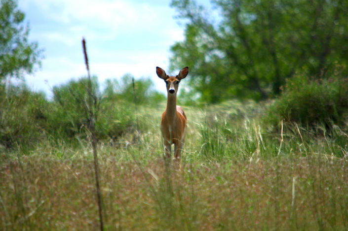 Ayrton kaleo wildlife photography