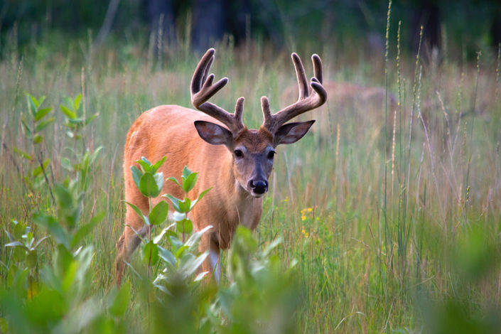 Ayrton kaleo wildlife photography