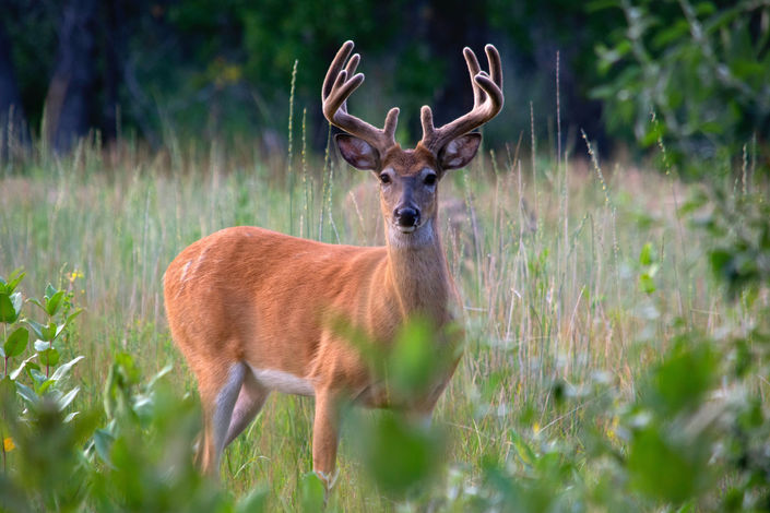 Ayrton kaleo wildlife photography