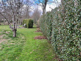 Hedge Cutting