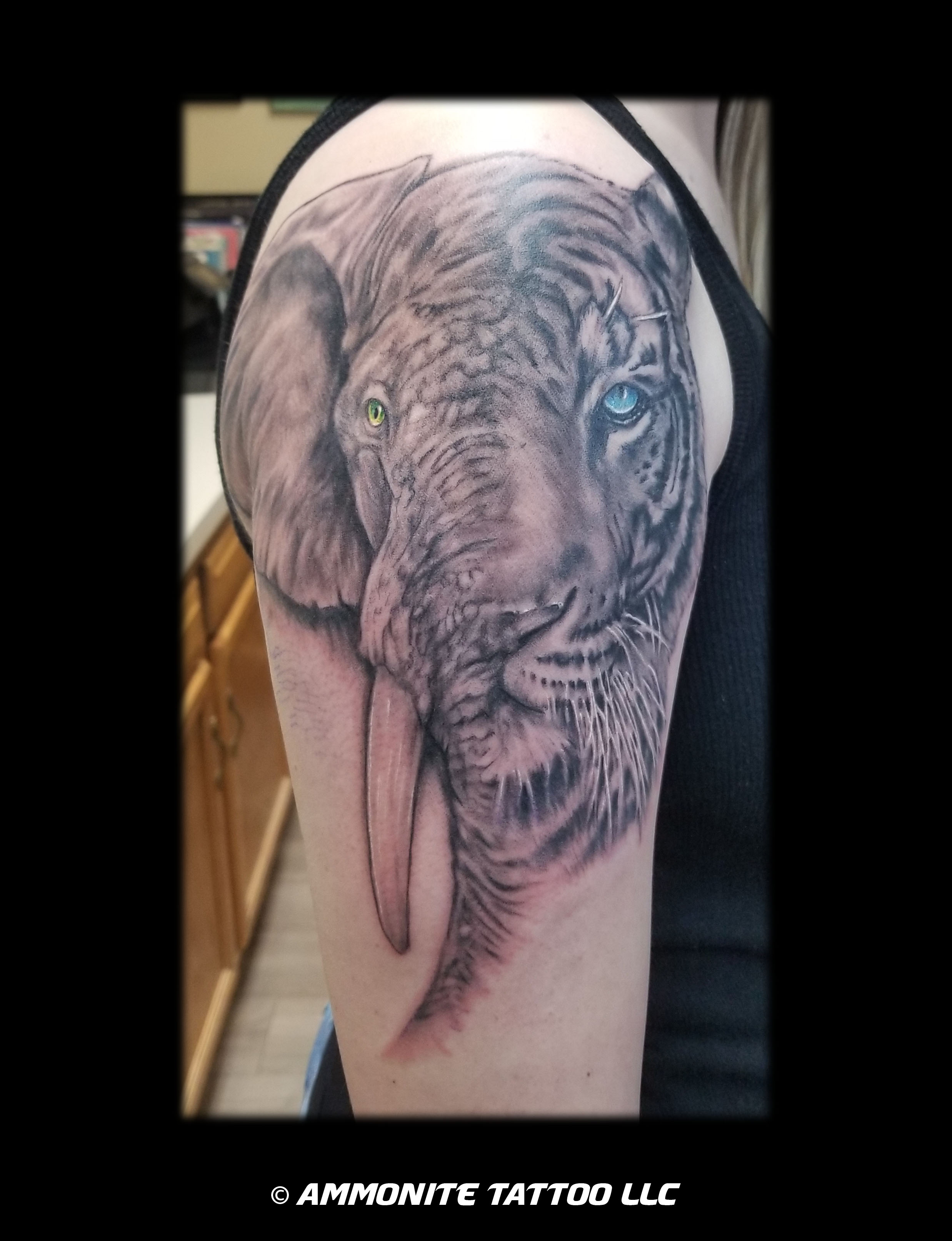 W-B-elephtiger