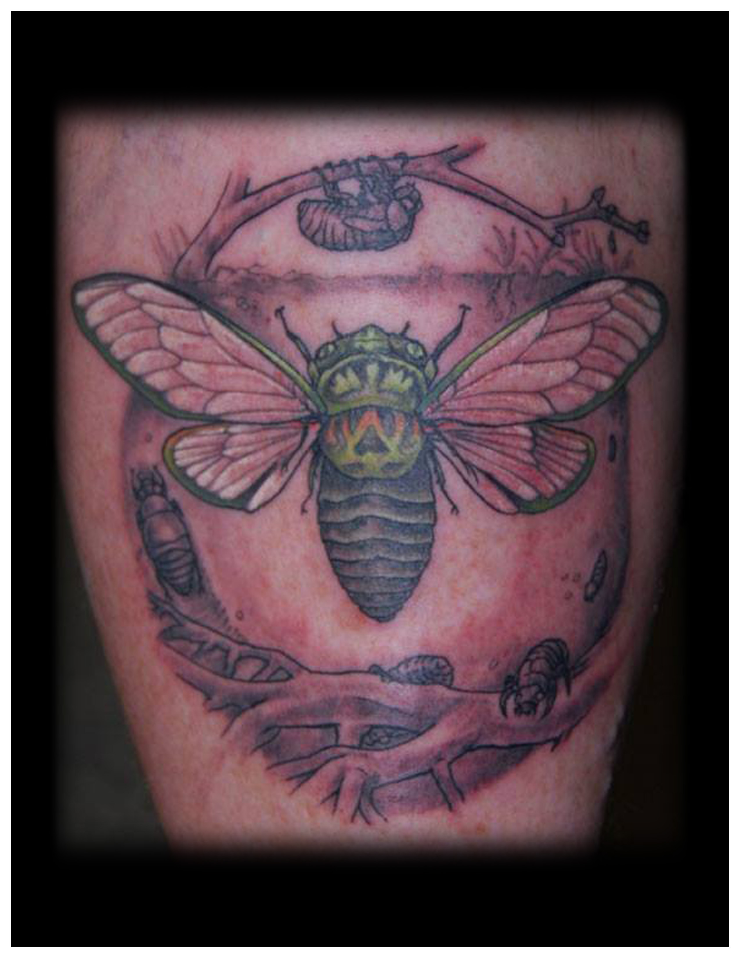 c-cicada