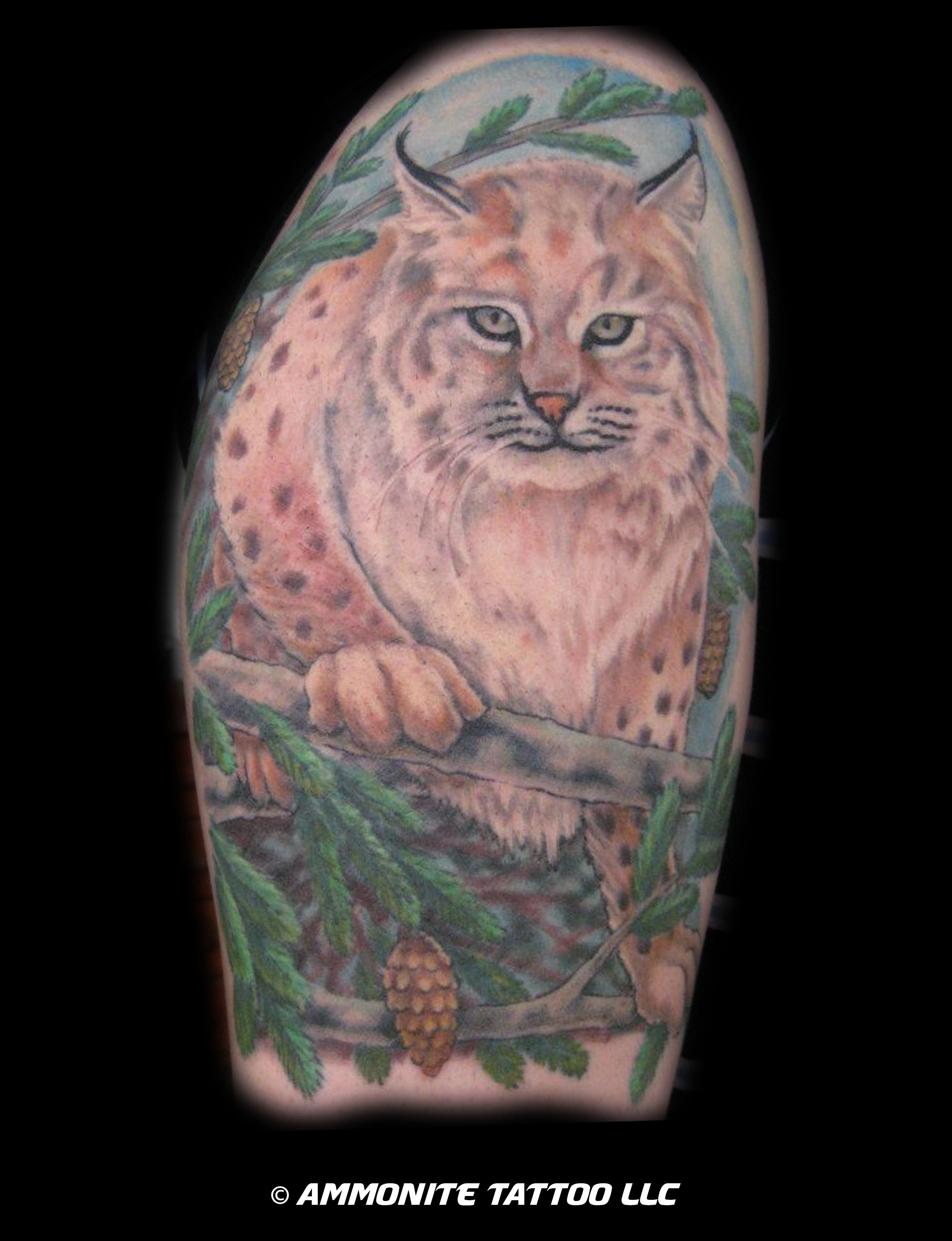 w-C-Lynx