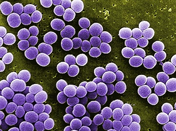 O Staphylococcus aureus está presente no nariz (em geral temporariamente) de cerca de 30% dos adultos saudáveis e na pele de cerca de 20%.