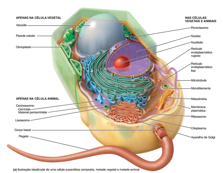 Células Eucariontes - inclui todos os seres vivos com células eucarióticas, ou seja, com um núcleo celular cercado por uma membrana (DNA compartimentado, consequentemente separado do citoplasma) e com vários organelas.