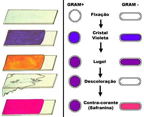 Bactérias gram-positivas possuem parede celular de peptideoglicano mais espessa (dissacarídeos e aminoácidos) do que as bactérias gram-negativas. Bactérias gram-negativas contêm uma camada de lipopolissacarídeo (lipídeos e polissacarídeos) como parte de sua parede celular.