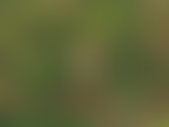 The Solo Journey: From National Inspiration to a Low-Poly World