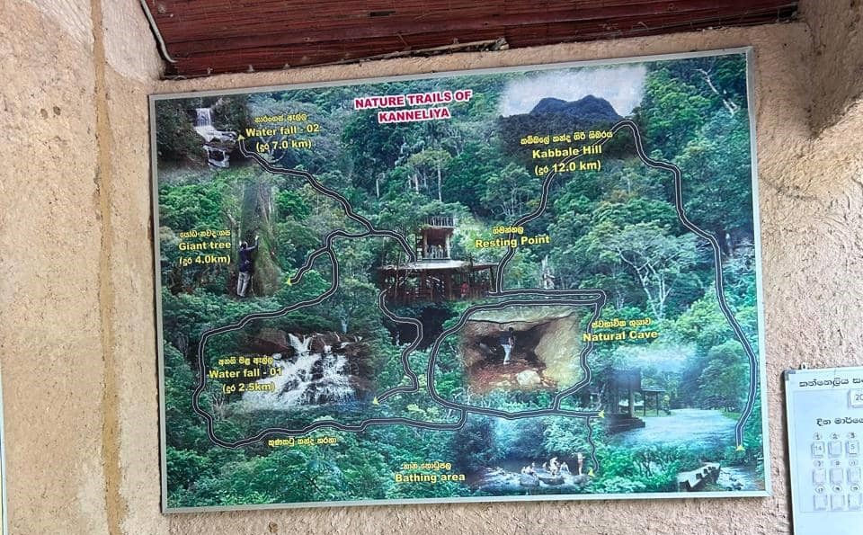what to see in Kanneliya Rainforest Sri Lanka