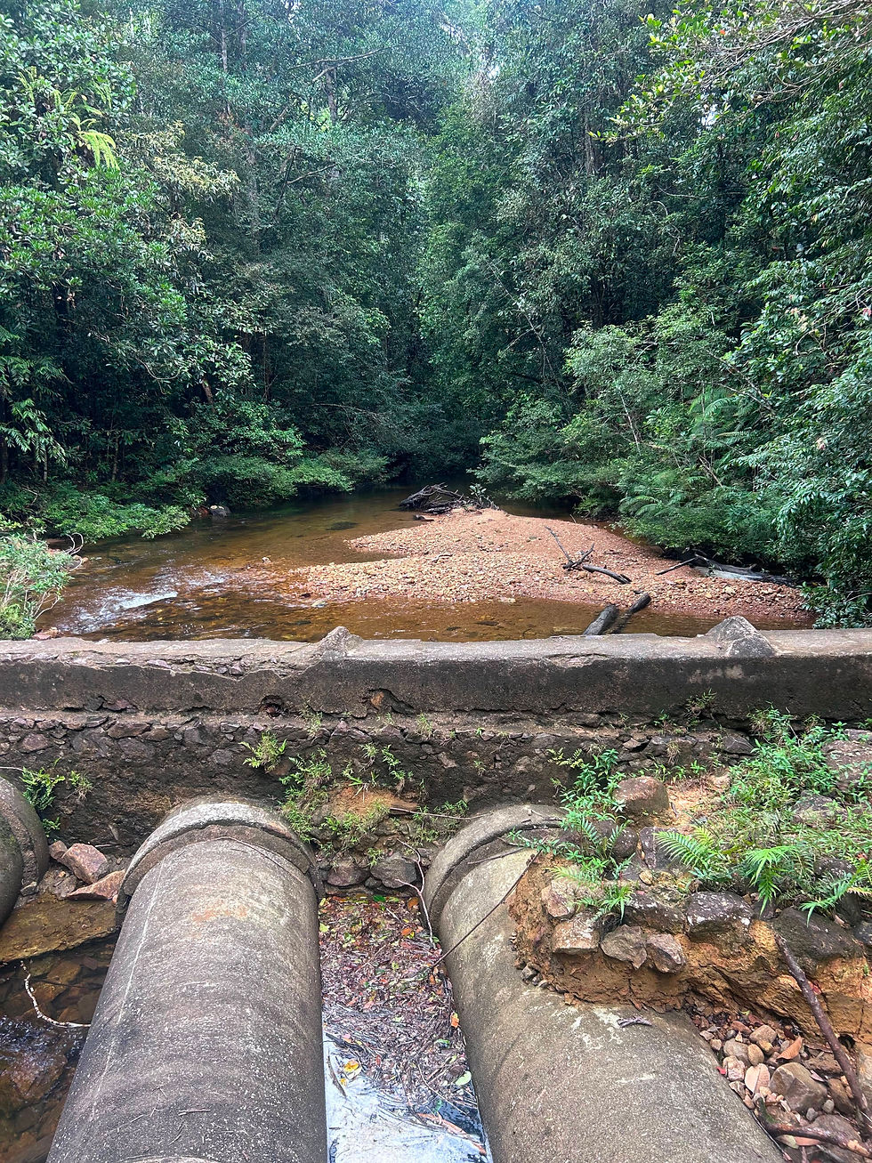 Kanneliya Rainforest 2026