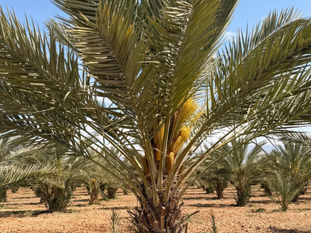 Did you know that Medjool Date Palms have a gender?