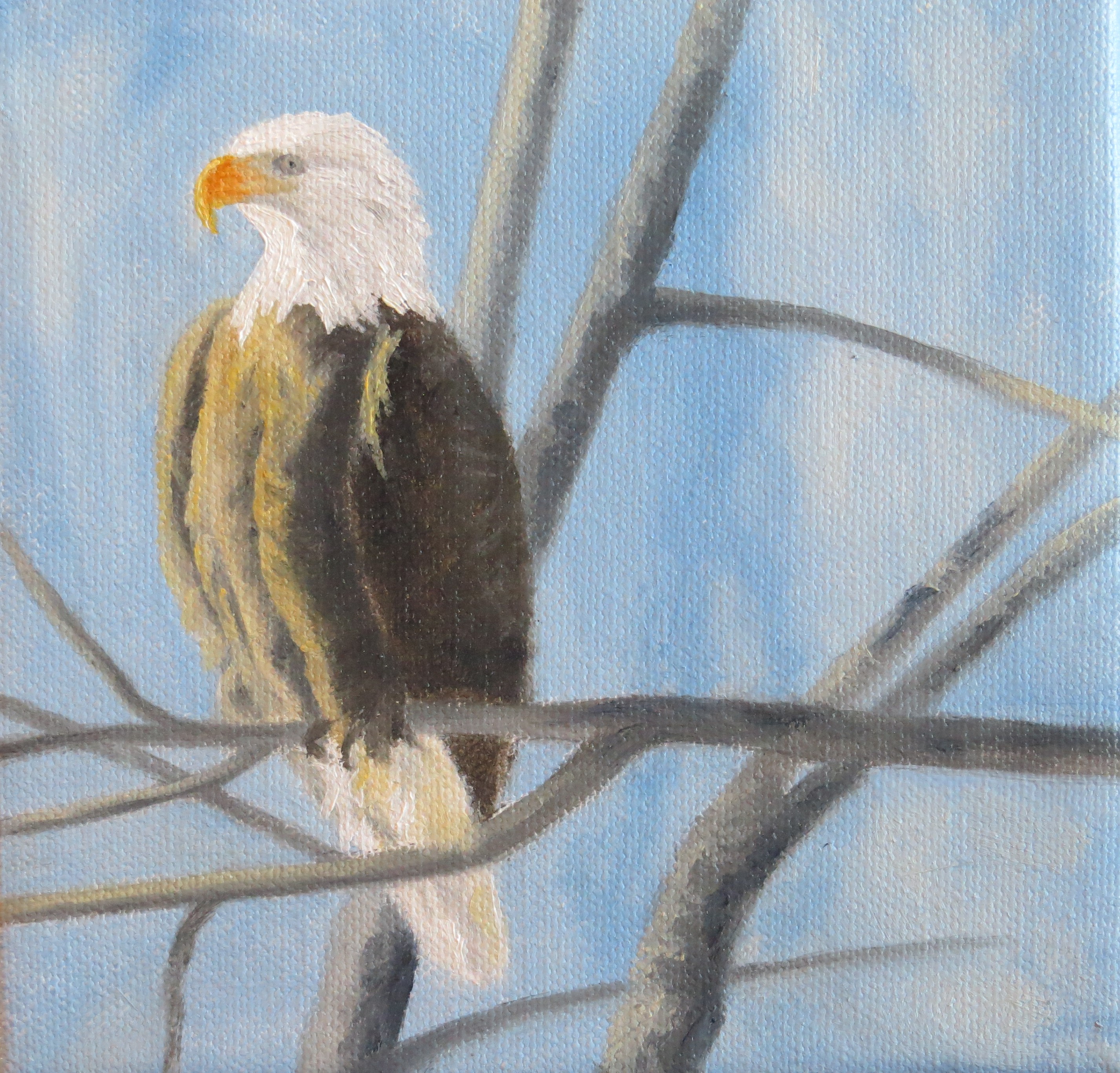 Bald Eagle