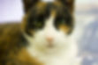 A close up of a calico cat with green eyes looking into the camera