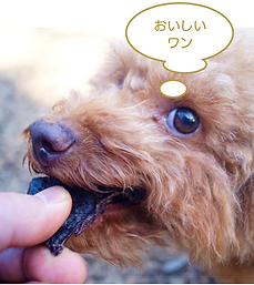 ホルモン堂 実食のワンちゃん