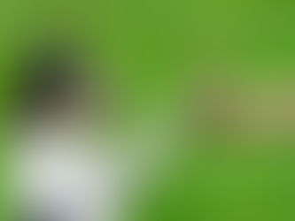 Köpek Eğitimi Neden Önemlidir?