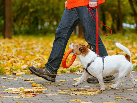 Eğitimli Köpeğe Sahip Olmanın Avantajları