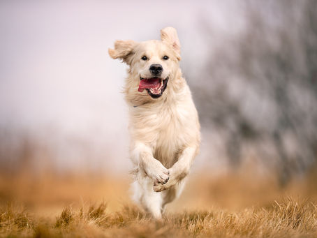 Pozitif Köpek Eğitiminin Köpeğinizin Davranışları ve Psikolojisi Üzerindeki Etkileri