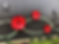 flower.png