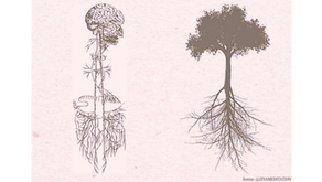 Nervous System and Root System