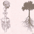 Nervous System and Root System