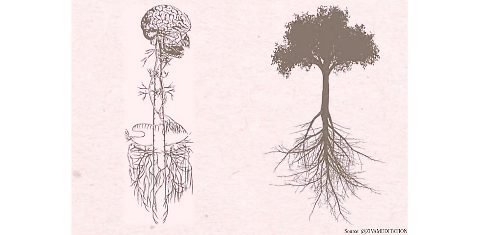 Human Nervous System and Tree Root System, Source ZIVAMEDITATION