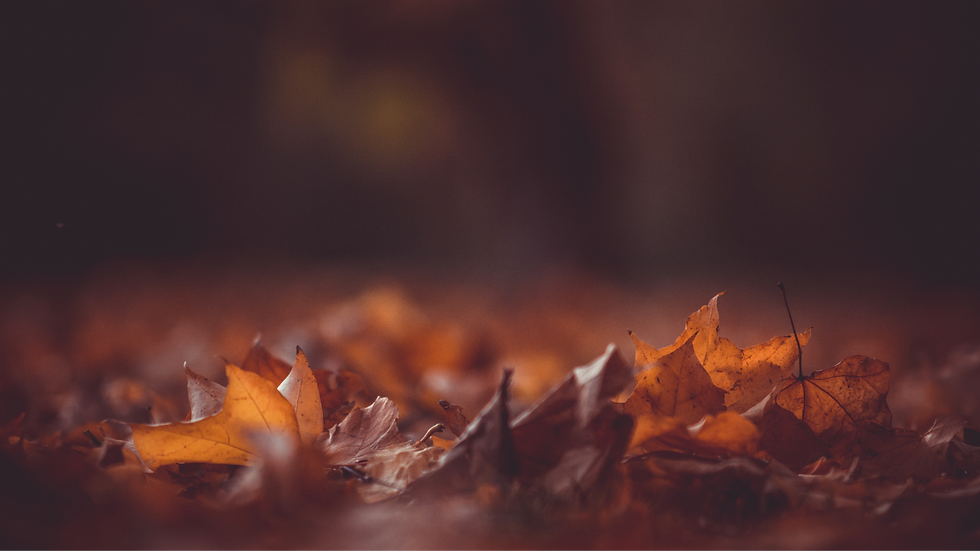 Autumn leaves representing seasonal nourishment for the soul