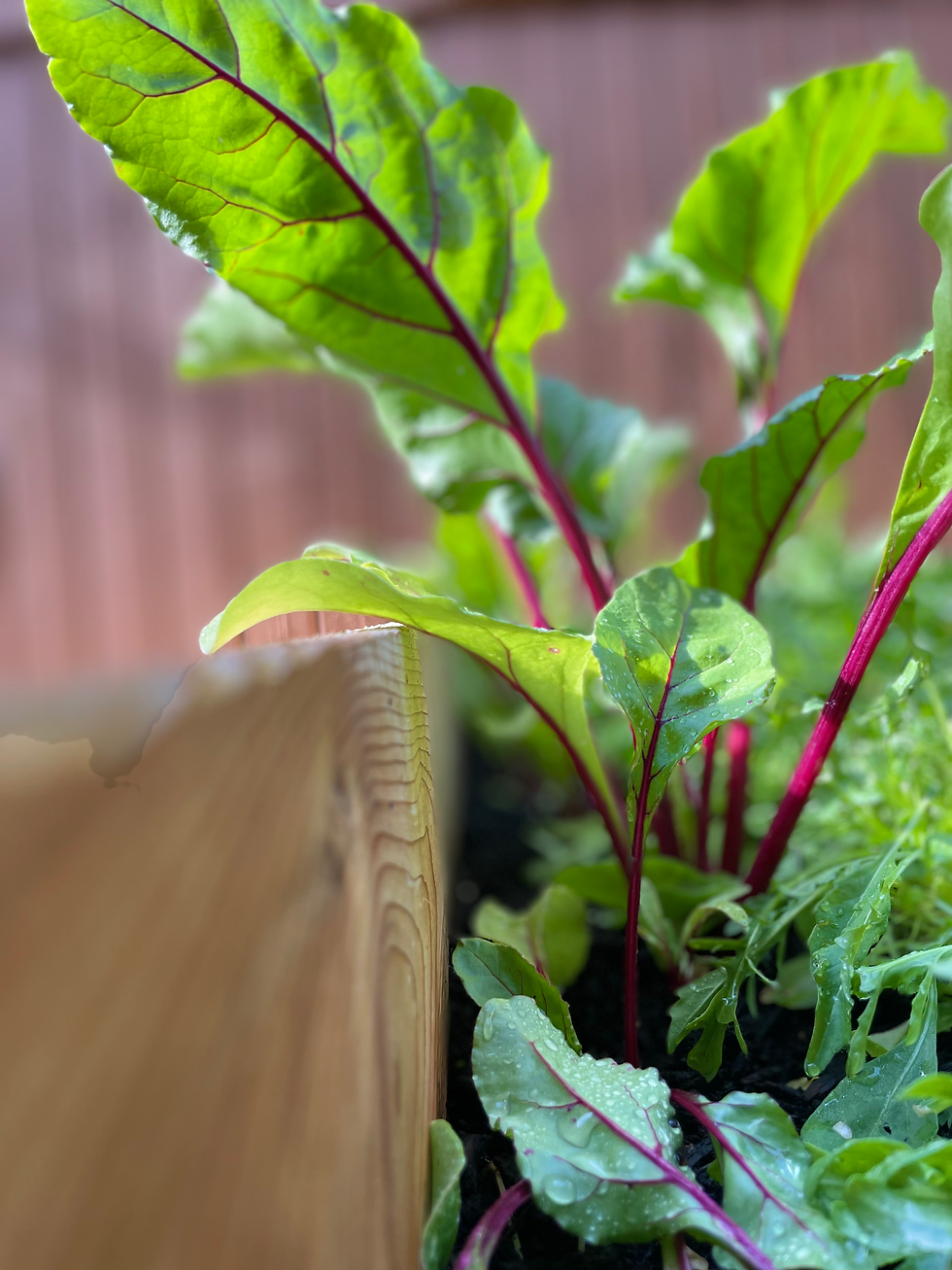 Image of plant